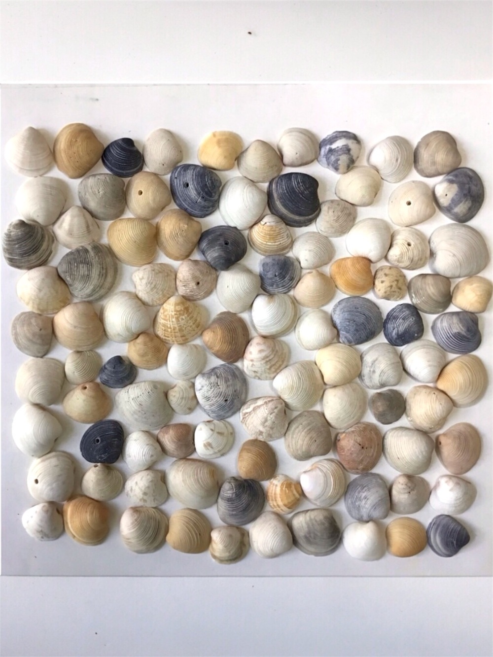 Seashells 100 Clam Shells 1” to 1-3/4” Natural Beach Coastal Arts Crafts Decor